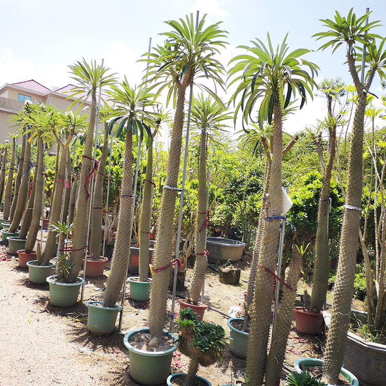 漳州非洲霸王树夹竹桃科棒棰树属 沙生植物亚阿相界树