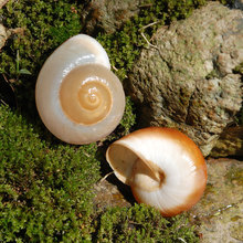 纯天然收藏贝壳工艺品节日个性礼品装饰用品馒头海螺大面包螺批发