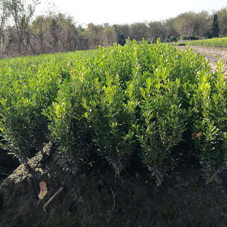 苗木 工程绿化 园林 黄杨球色块苗 绿化景观瓜子黄杨球瓜子黄杨球