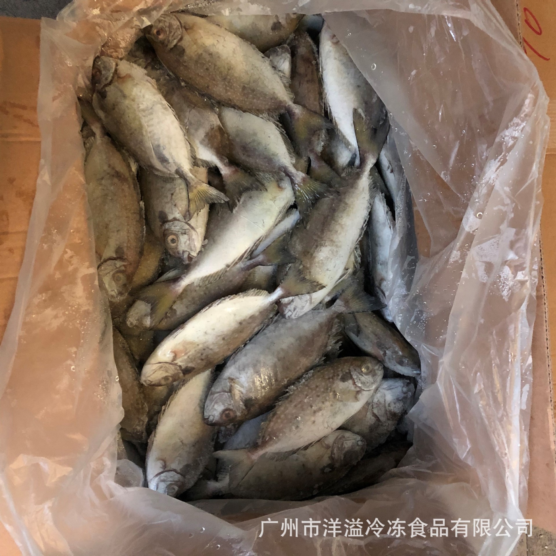 泥猛鱼鲜冻柠檬鱼小海鱼海鲜杂鱼煲 员工餐食堂20斤约14斤箱商用