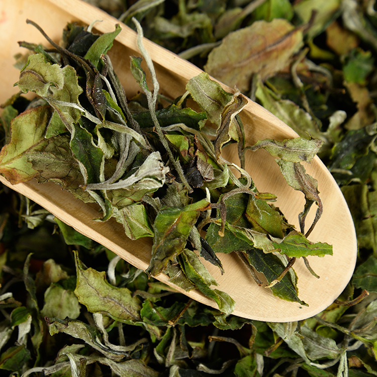 云南白茶 产地直发 2020年早春古树 福鼎白茶工艺白茶 高山基地