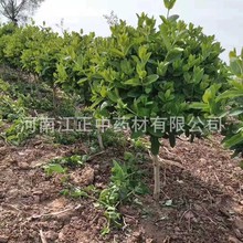 开封金银花基地 大量批发金银花苗木 种植金银花四季