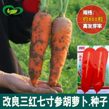 改良三红七寸参胡萝卜种子 农田菜园中晚熟甜脆胡萝卜蔬菜籽