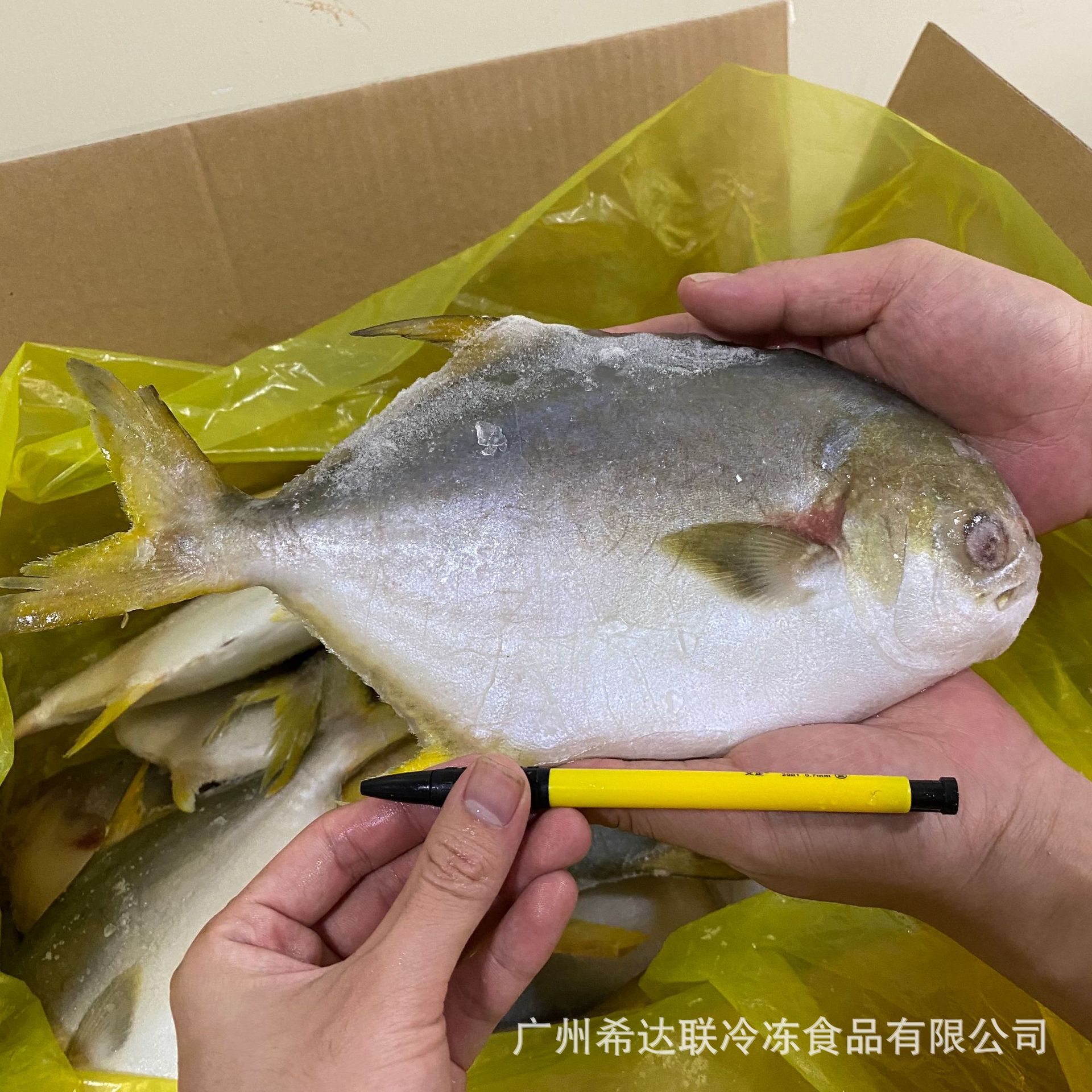 冷冻金鲳鱼 20斤/件8成货 多规格金仓鱼 白鲳鱼 黄立鲳鱼-阿里巴巴