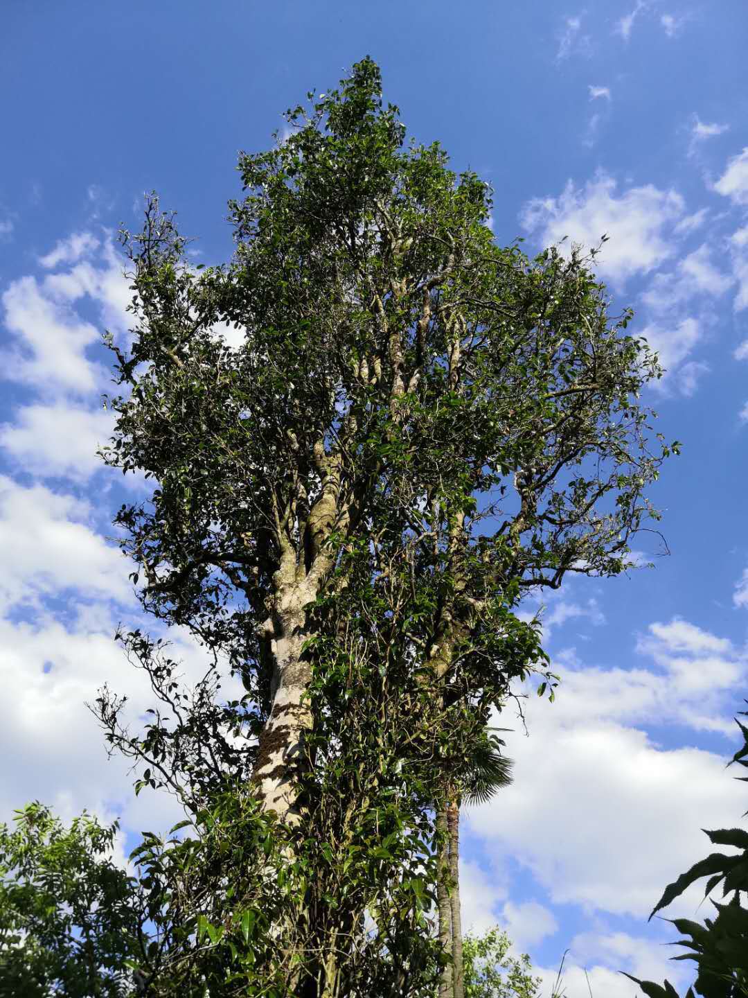 4万斤云南滇红茶 2023年 理条大树金针 凤庆滇红