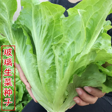 香港玻璃生菜种子种籽孑春季阳台种菜蔬莱菜仔四季盆栽沙拉蔬菜孑