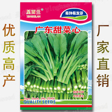 广东甜菜心种籽 易种四季耐热速生芸薹 蔬菜种子批发广东菜苔种籽