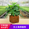 仿土无机海绵盆栽基质棉植物产地直发货源稳定无土室内垂直绿化苗|ms 仿土无机海绵盆栽基质棉植物产地直发货源稳定无土室内垂直绿化苗|ms