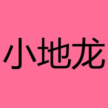 正宗野生地龙原条蚯蚓干中药材 穿地龙串地龙大蚯蚓内有地龙粉