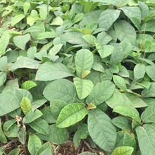 地石榴杯苗 野地瓜满地香 绿篱爬藤植物矿山固土治沙 基地直销