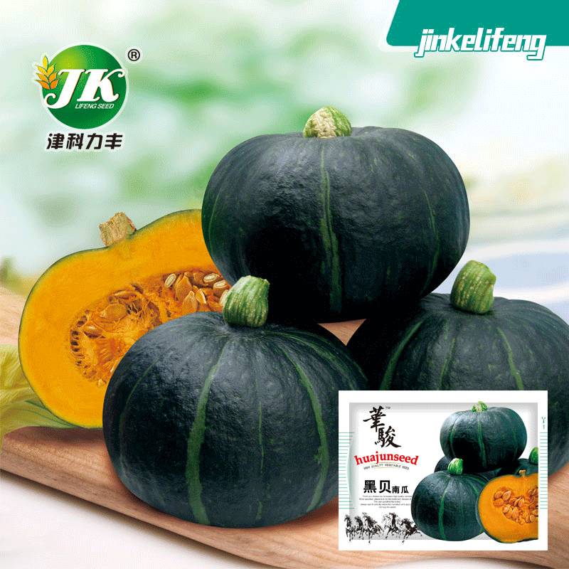 批发黑贝南瓜种子杂交黑色贝贝板栗甜栗口感甘甜粉面春季瓜果种籽
