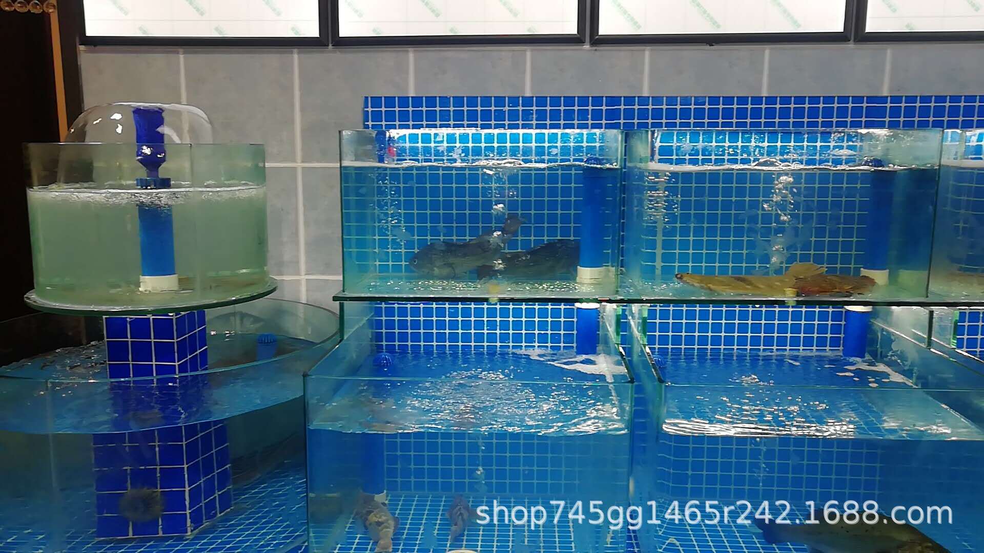 玻璃鱼缸 海水缸 海鲜缸 贝类缸 冰台 酒店大型鱼缸 景观缸制作