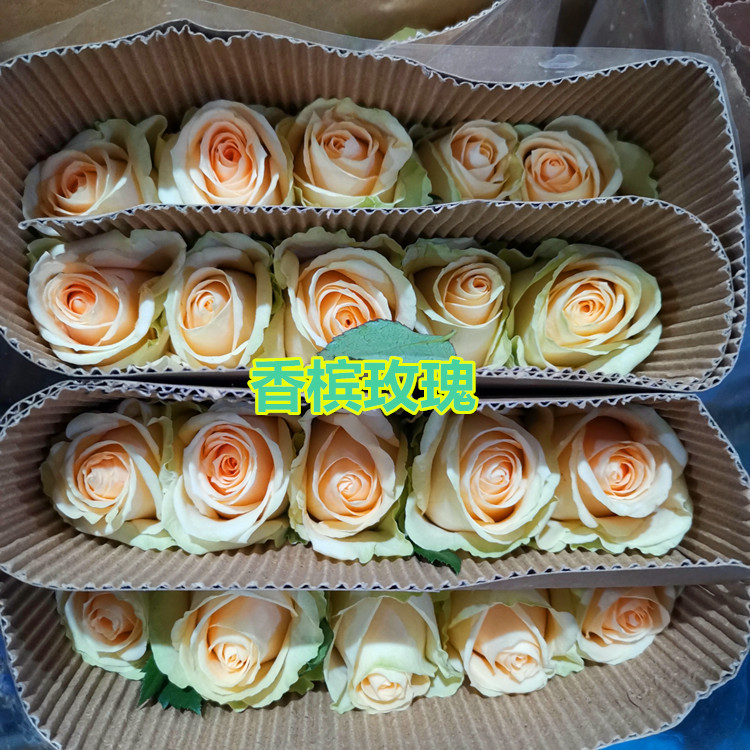 Yunnan Kunming Rose Flowers Wholesale Goddess Festival Gift Direct Wholesale Flower Shop Wedding Venue Layout Flowers