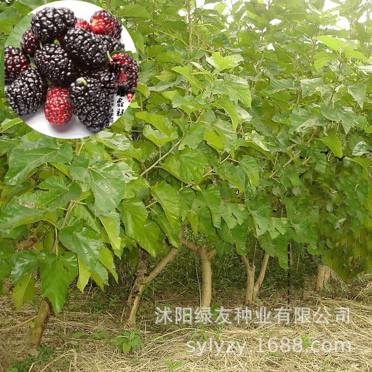 批发当年新采收果树种子桑葚果桑种子桑树野生林木四季易活易播