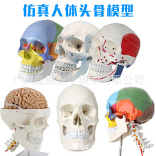 1比1头颅人体头骨自然大成人头颅骨 教学医学美用头颅骨头骨模型