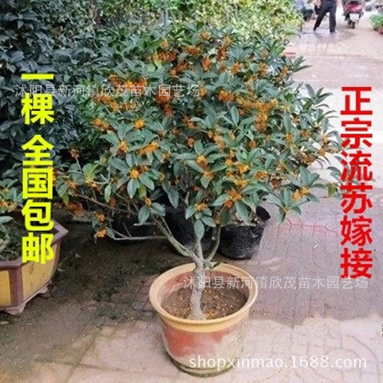 批发嫁接桂花树苗八月桂多季桂丹桂金桂沉香桂朱砂桂盆栽苗包邮