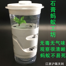 宠物蚂蚁石膏巢 蚂蚁城堡 蚂蚁工坊家园礼物养昆虫用品简单蚂蚁巢