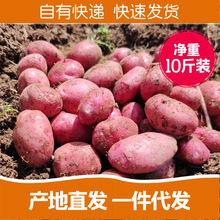 云南新鲜红皮黄心土豆批发代发高山洋芋9斤小土豆蔬菜自种马铃薯