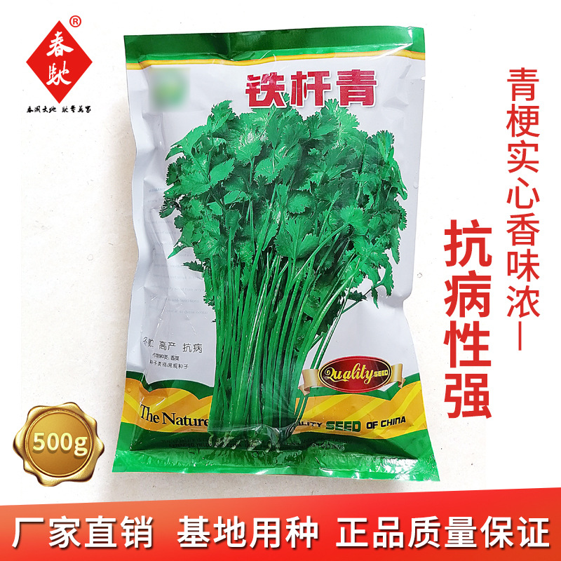 铁杆青香菜种子 500g 小粒大叶香菜 四季易种植 耐热耐寒芫荽种籽