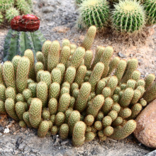 金手指 地被景观植物 沙生植物仙人掌乳突球属 漳州基地大量批发