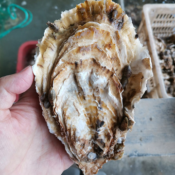 山东乳山鲜活生蚝批发流通货8成肥100斤1箱牡蛎生蚝 鲜活一箱