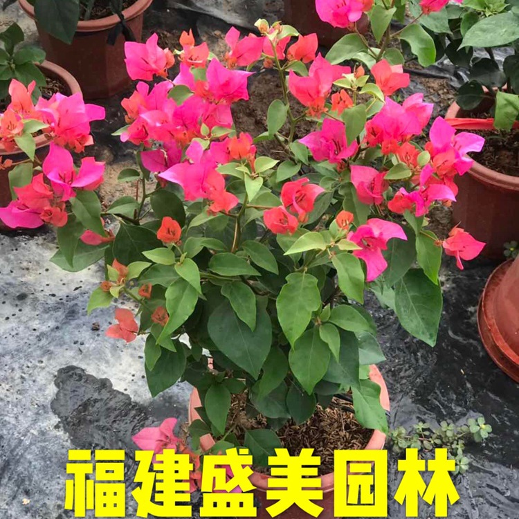 同安红三角梅价格40公分高 潮州红三角梅小盆栽基地 红花三角梅树