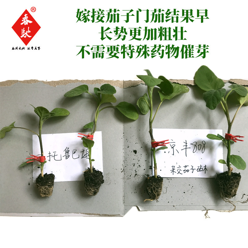 京丰808 茄子小番茄两用嫁接砧木籽 杂交野茄子砧木种子 托鲁巴姆