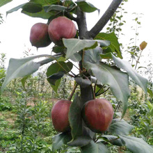 长期供应红梨苗 基地出售根系发达早酥红梨树苗、全红梨树苗