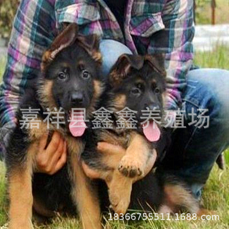 出售德国黑背牧羊犬 牧羊犬养殖基地 牧羊犬多少钱一只 德牧幼崽