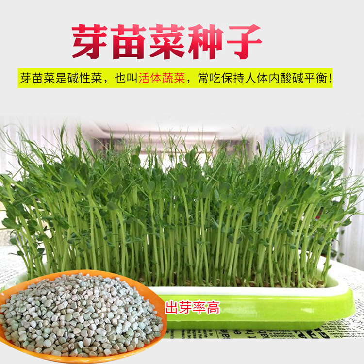 芽苗菜种子小麦香椿豌豆花生松柳苗绿豆黄豆豆芽菜水培蔬菜种孑
