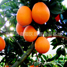 果树木产地直销嫁接批发橙子树 长红脐橙树 长果形纽荷尔脐橙树