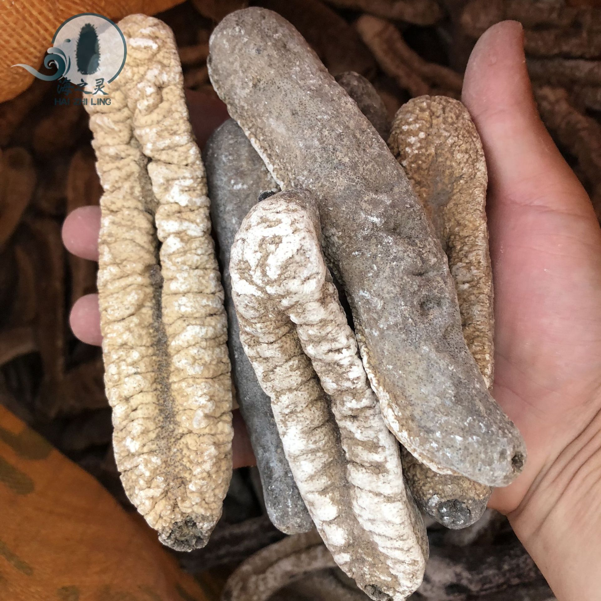 批发赤条参大号赤参非洲赤参大白赤参海参干货13头一斤不麻易泡发