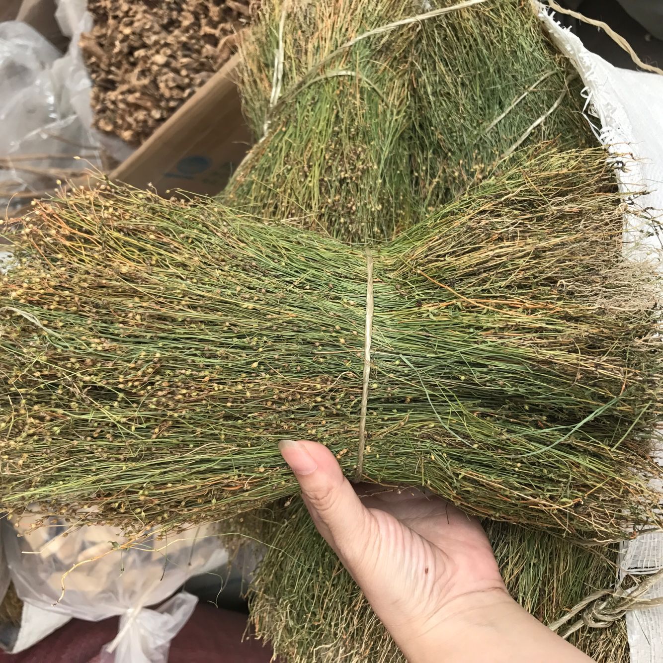 新货青草药潮汕优质四叶莲 四合莲 四合梅 天良草500克