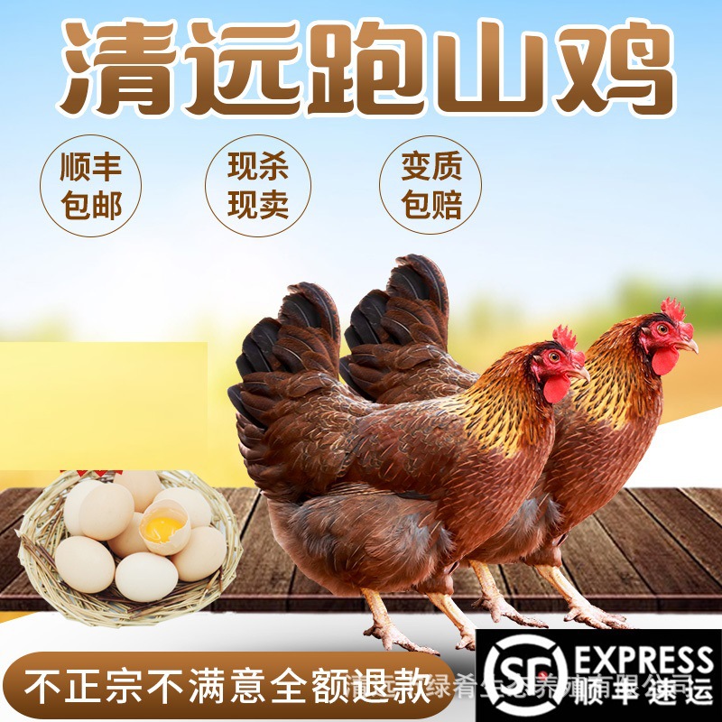 【绿肴乐】广东清远鸡农家散养210天土鸡老生整鸡老母白切走地鸡