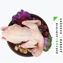 【一手三鸟】乳鸽生鲜广东农家散养土鸽子肉新鲜活鸽子现杀