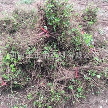 河南金银花苗种苗批发 庭院盆栽金银花小苗价格 河南苗圃