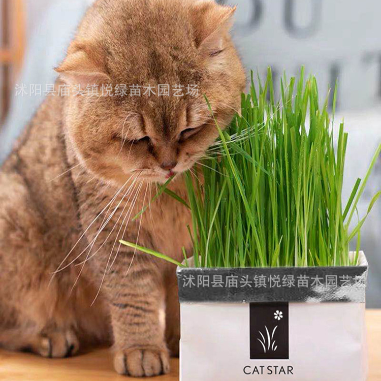 猫草水培猫草套裝 无土种植猫草 水晶球种植猫草零食 猫咪去毛球