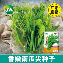 南瓜尖种子食用藤茎叶菜园蔬菜种子厂家原装彩包批发菜种籽种