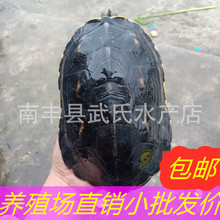 中华草龟小乌龟台湾大草龟蛋龟长寿龟六线草龟珍珠龟养殖场直批