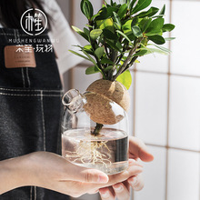 日式软木玻璃花瓶高硼硅球形盖纽扣盖创意插花瓶带壶嘴易换水花瓶