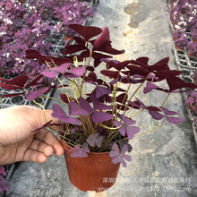 基地批发紫色幸运四叶草盆栽绿植室内净化空气美观网红花卉酢浆草