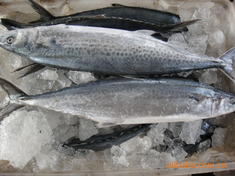 鰆(ㄔㄨㄣ) = 俗名:土 魠鱼 / 马加 / 梭齿土魠鱼英文名