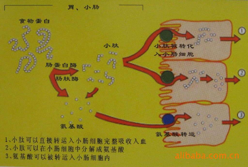 小麦水解蛋白麦喷雾干燥型麦凯乐生物出品