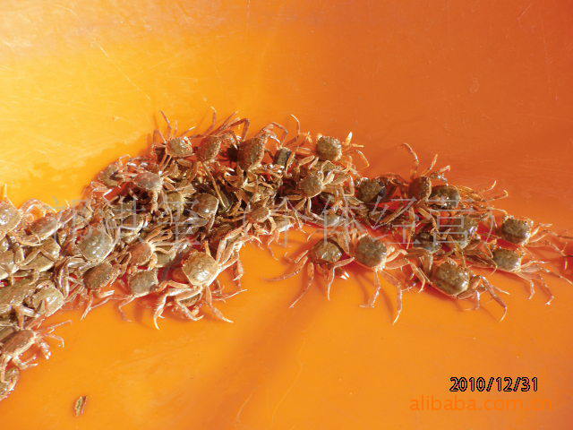 个头均匀淡水扣蟹苗 人工养殖长江系大闸蟹苗 质量保证