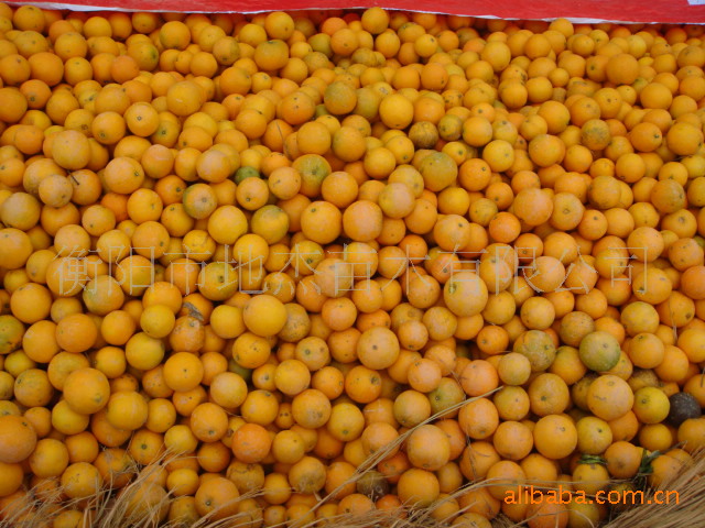 湖南果树苗_脐橙果树苗_湖南衡阳供应纽荷尔