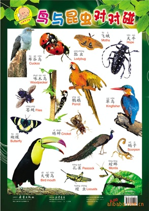 乖宝宝幼儿识字凹凸挂图,三字经 儿歌 好