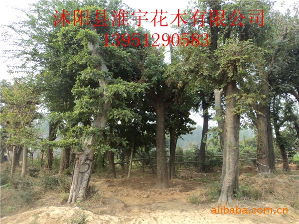 大量供应榆树,榆树桩品种优良