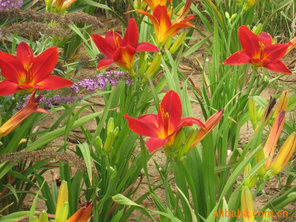 秦皇岛田嘉园林集团全国**红宝石萱草红运萱草金光大道萱草