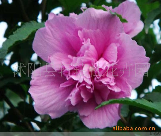 木槿生活官网_木槿生活官网供应商_木槿生活