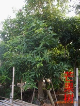 供应绿化苗木芒果树－－－万盛花木场